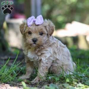 Haven, Maltipoo Puppy